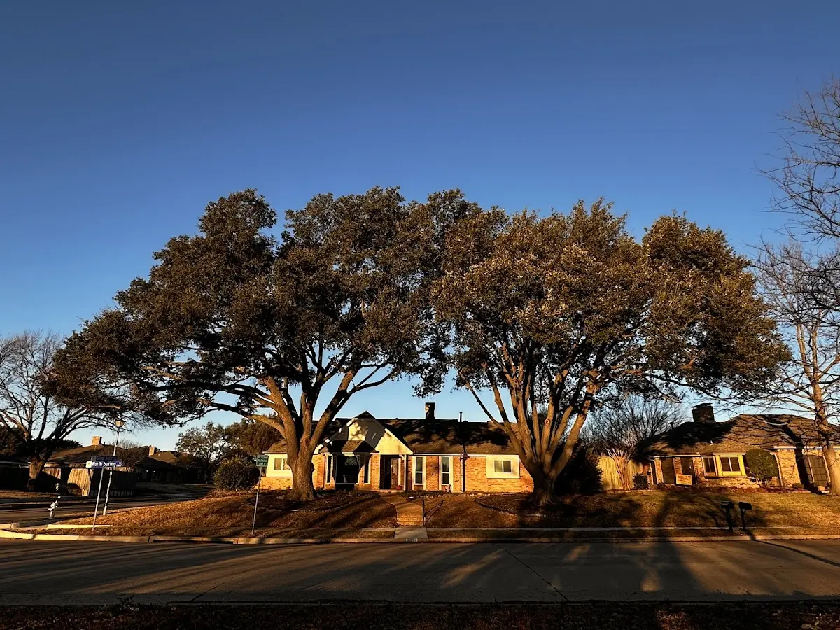 Established residential canopy tree shading a home in Hillsdale